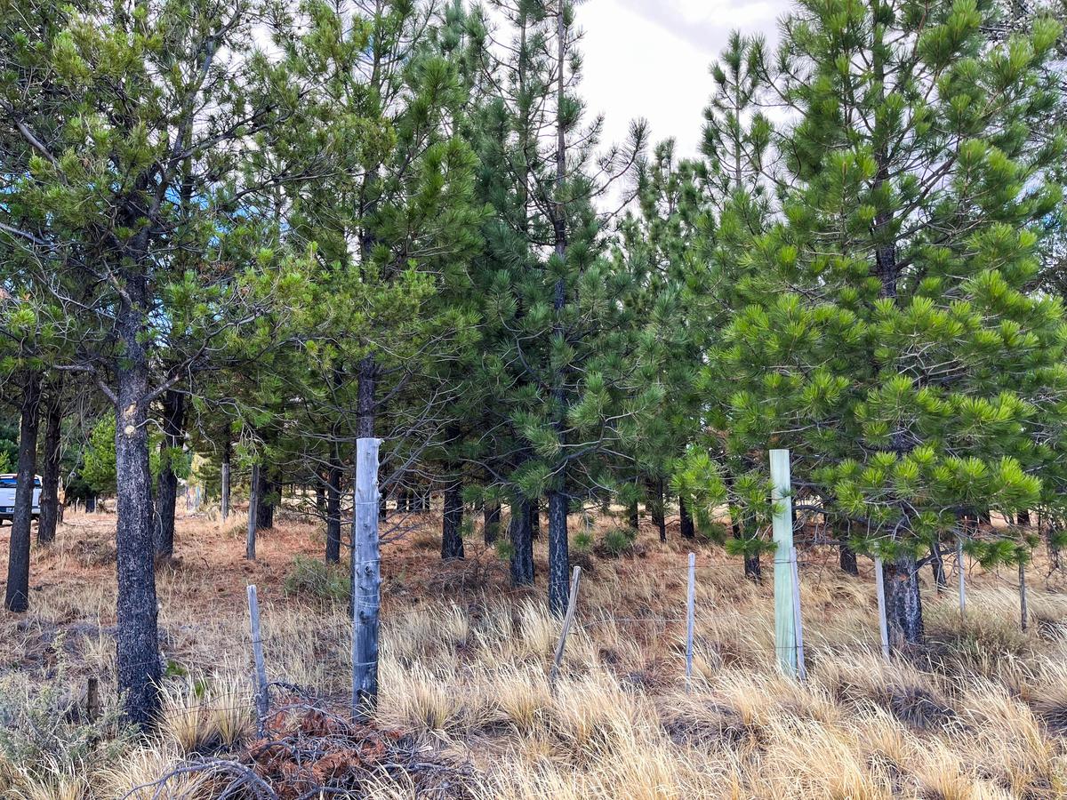 Terreno en  El Maitén - Chubut