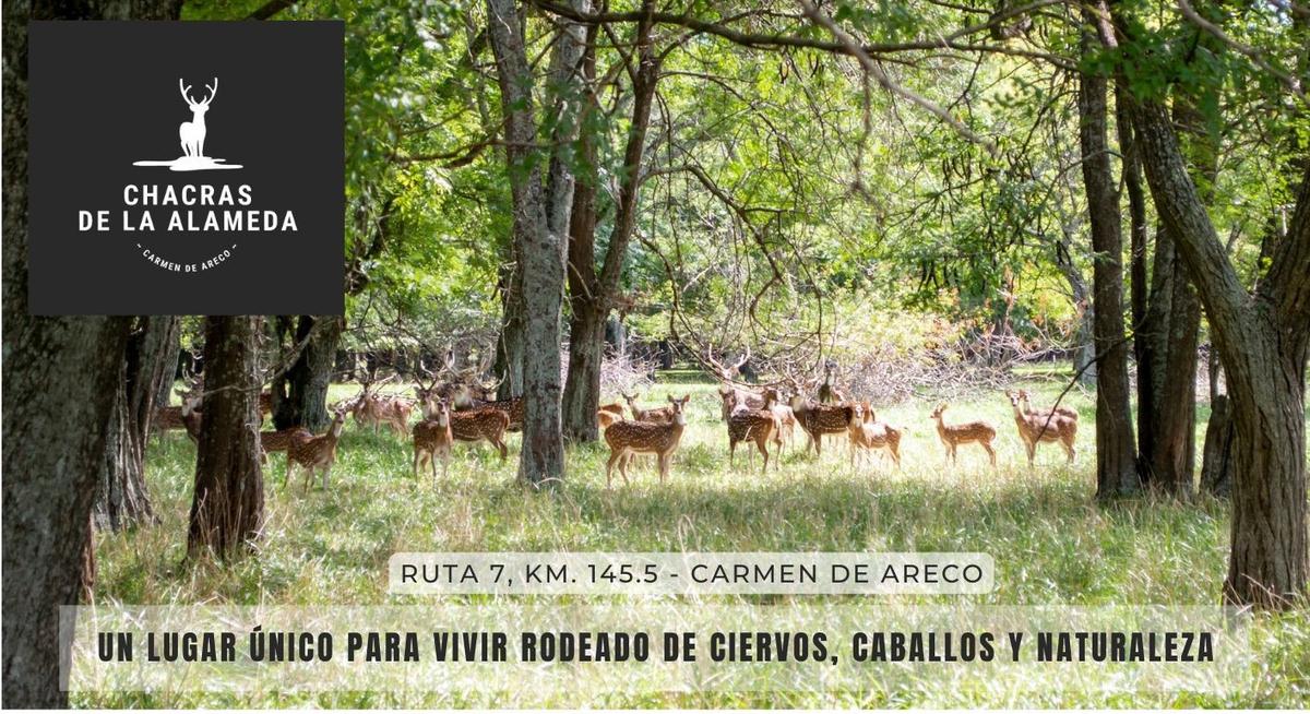 Terreno - Carmen De Areco