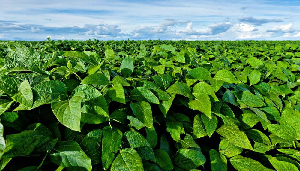 12 ha Agrícolas Fuentes