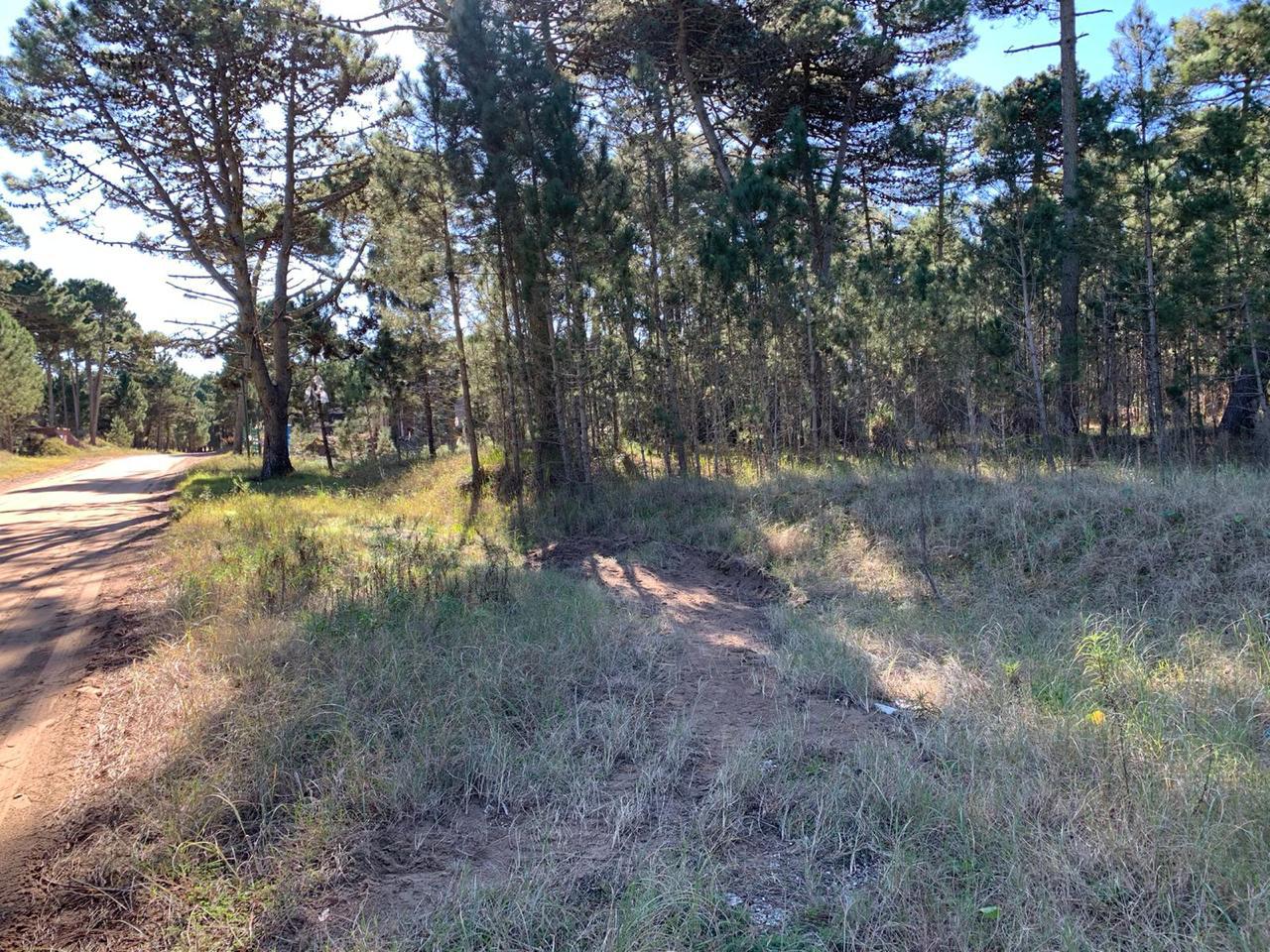 Terreno en  Barrio Alamos sobre el Boulevar hermosos!