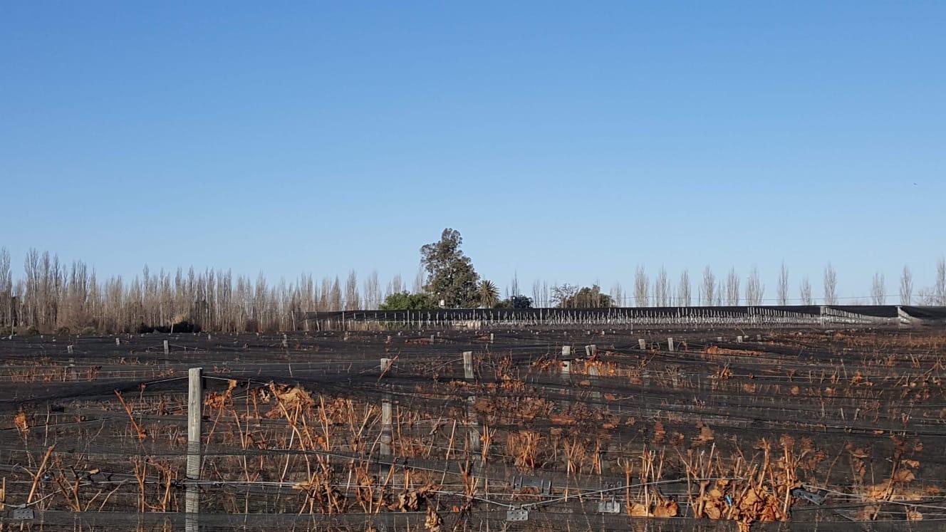 Chacra DE 9 Ha,  CON 2 CASAS, VIÑEDOS Y CIRUELOS  A 10KMS DE SAN RAFAEL