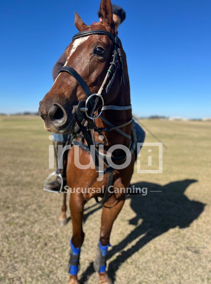 Terreno en Chacras de la Trinidad - Venta Chacra - Cañuelas / Chacras De La Trinidad - Zona De Polo