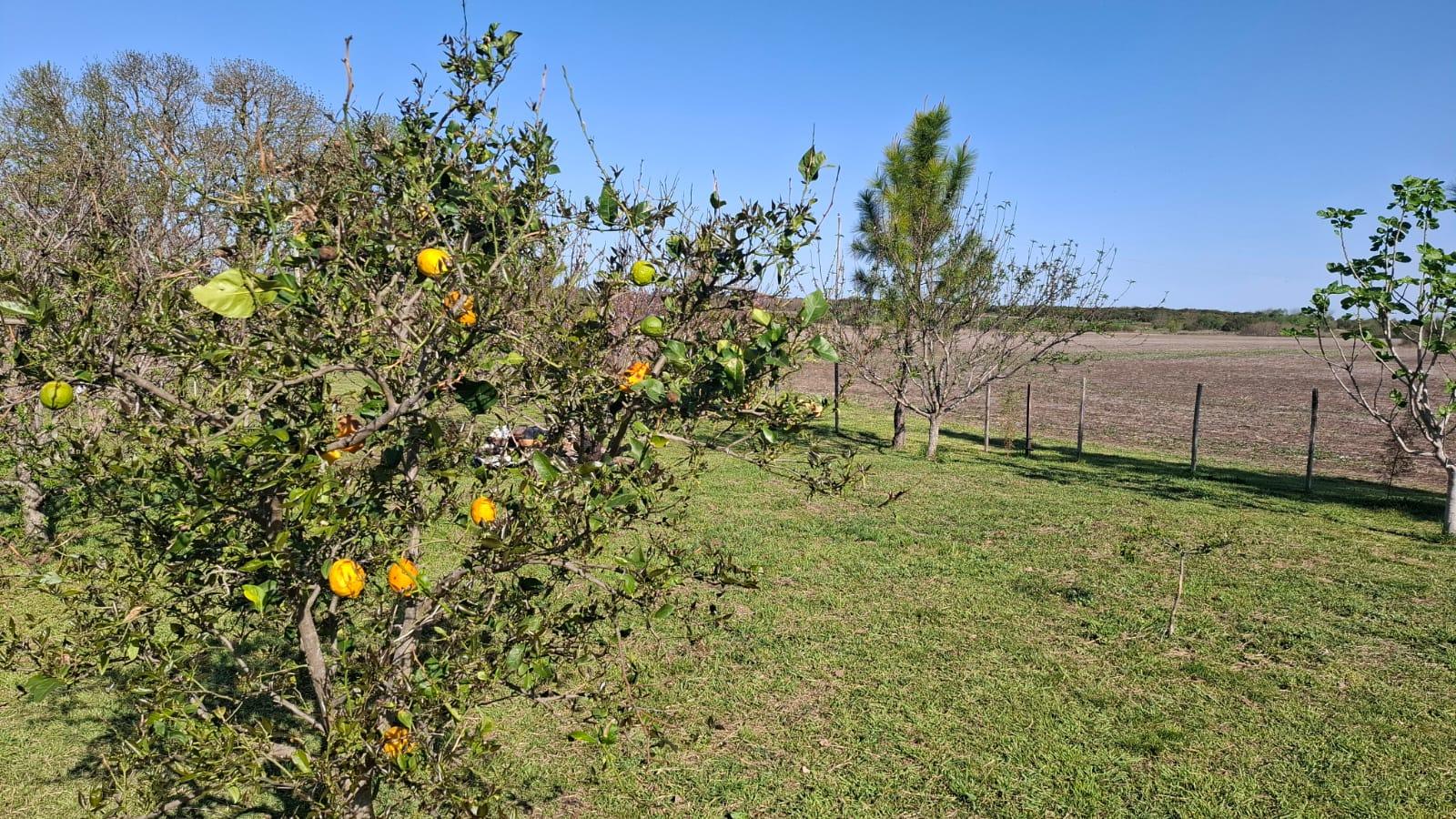 Campo en venta - 750.000Mts2 - Nogoyá