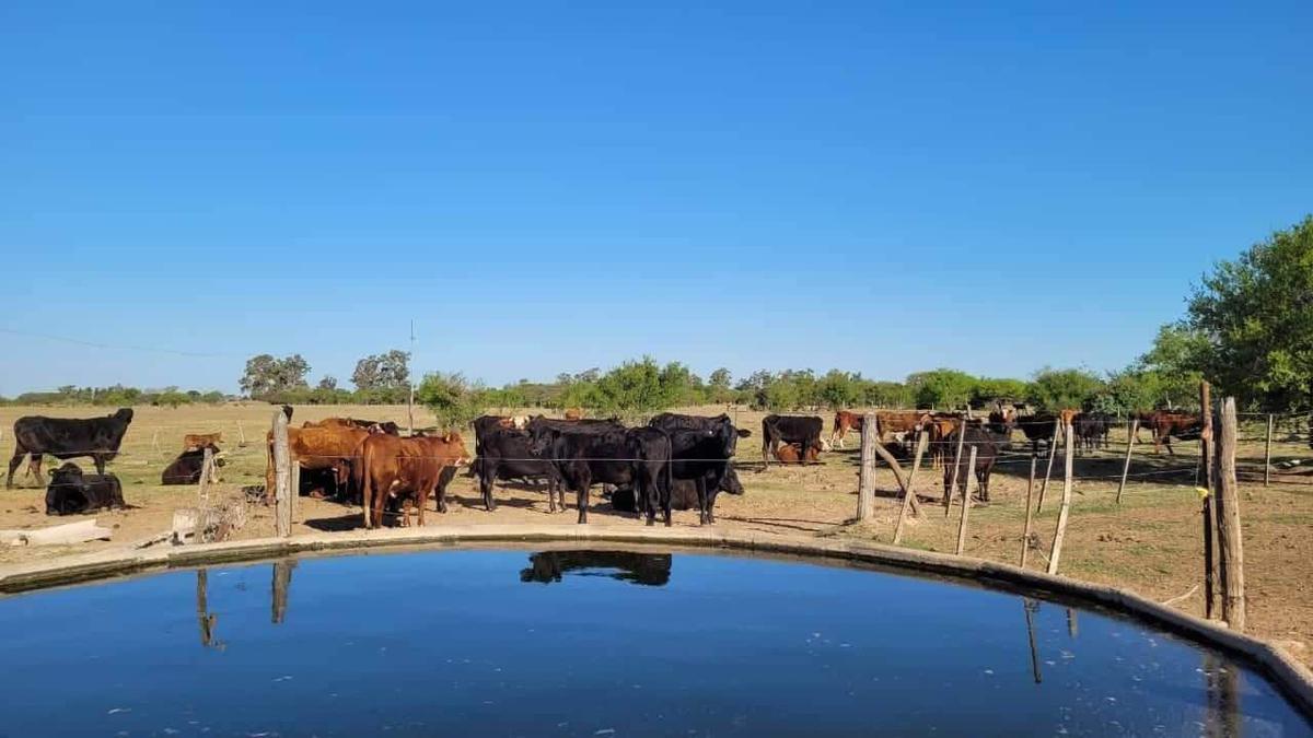 Campo - Sunchales