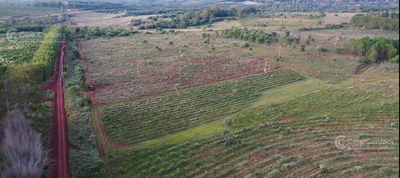 Se Vende Chacra en San José - Misiones Con yerba mate