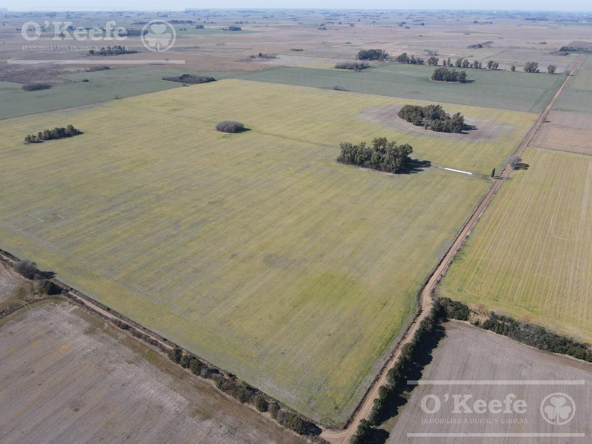 Campo de 400 has en venta en  Chivilcoy - Agricola