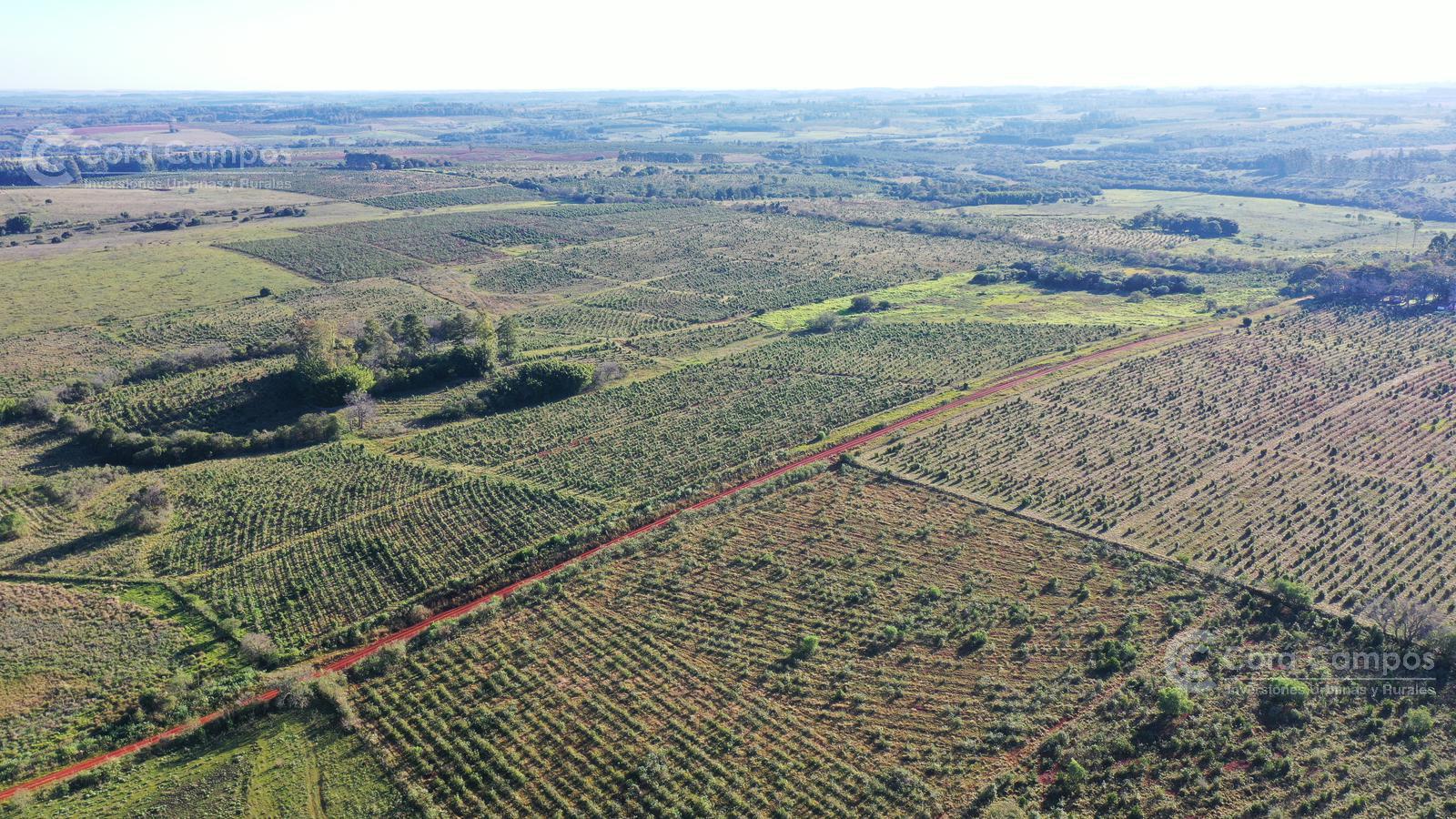 Se vende Chacra de 48 ha en  Apostoles Misiones.  28 ha Con yerba Mate.