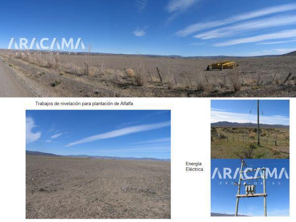 Campo - Costa Chubut