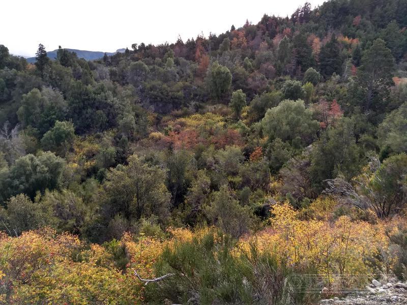 Campo en Venta. El Bolsón, Río Negro