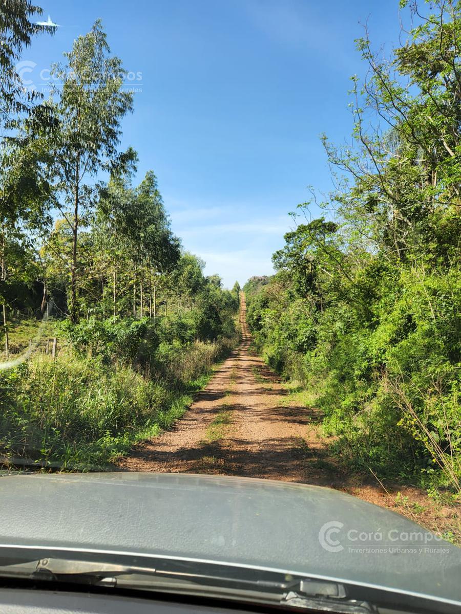 Se Vende Campo Ganadero de 150ha en Colonia Delicia, Eldorado.